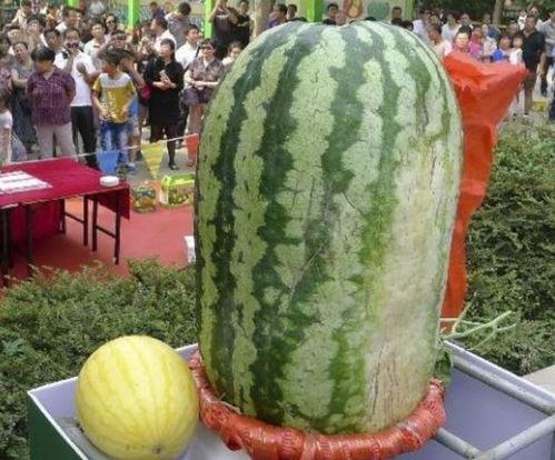 世一瓜最新爆料,揭秘娱乐圈惊天秘密！